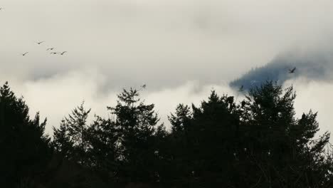 Three-feathered-birds-peacefully-perch-and-observe-as-other-birds-fly-by-gracefully-in-the-sky,-creating-a-stunning-contrast-of-stillness-and-dynamic-movement