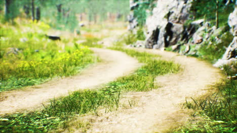 grass-field-and-forest-trees