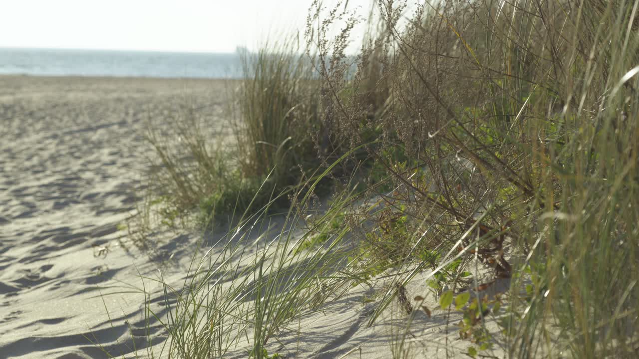 Vegetation on a sandy desert shivering in the wind