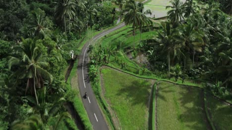 Antena-De-Arriba-Hacia-Abajo-Después-De-Una-Toma-De-Una-Motocicleta-En-Una-Carretera-Tropical-Entre-Palmeras-Y-Campos-De-Arroz-Inundados-En-La-Isla-De-Bali