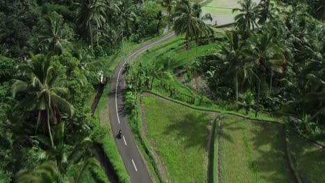 aerial top down following shot of riding motorcycle on tropical road between palm trees and flooded rice fields on bali island