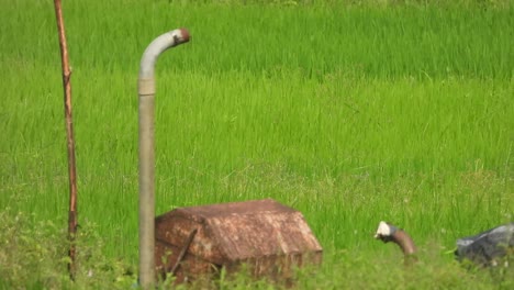 water pump engine in rice field