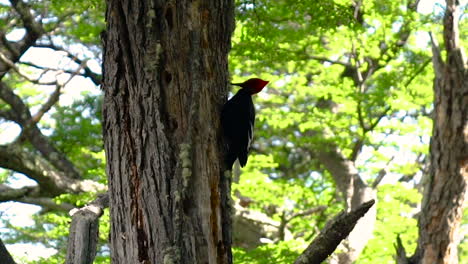 wild red magellanic woodpecker pecking tree trunk in patagonia, slow motion