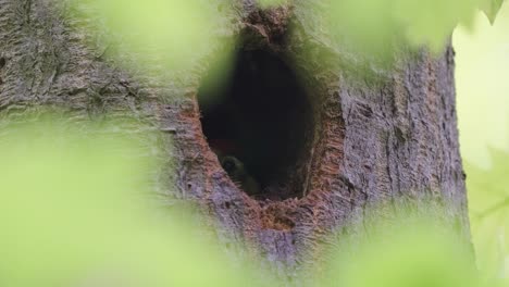 Junger-Buntspecht,-Der-Den-Kopf-Auf-Nestlingloch-Stößt-Und-Darauf-Wartet,-Gefüttert-Zu-Werden