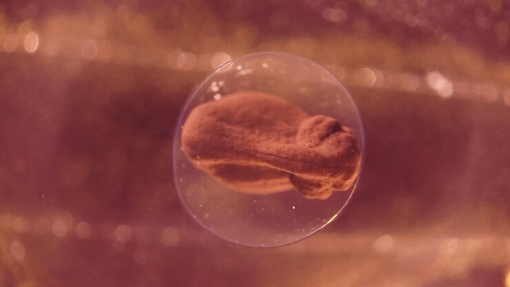 Tadpole Embryo Development Inside an Egg