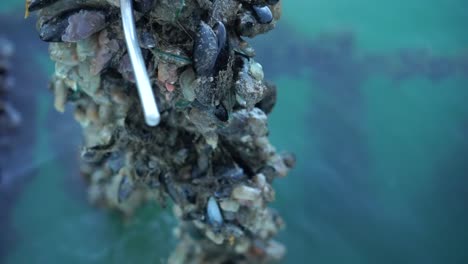 hombre caucásico tomando mejillones crudos frescos de concha verde de nueva zelanda de la línea en la granja en marlborough sounds - cerrar