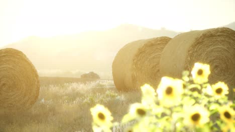 hay bales in the sunset