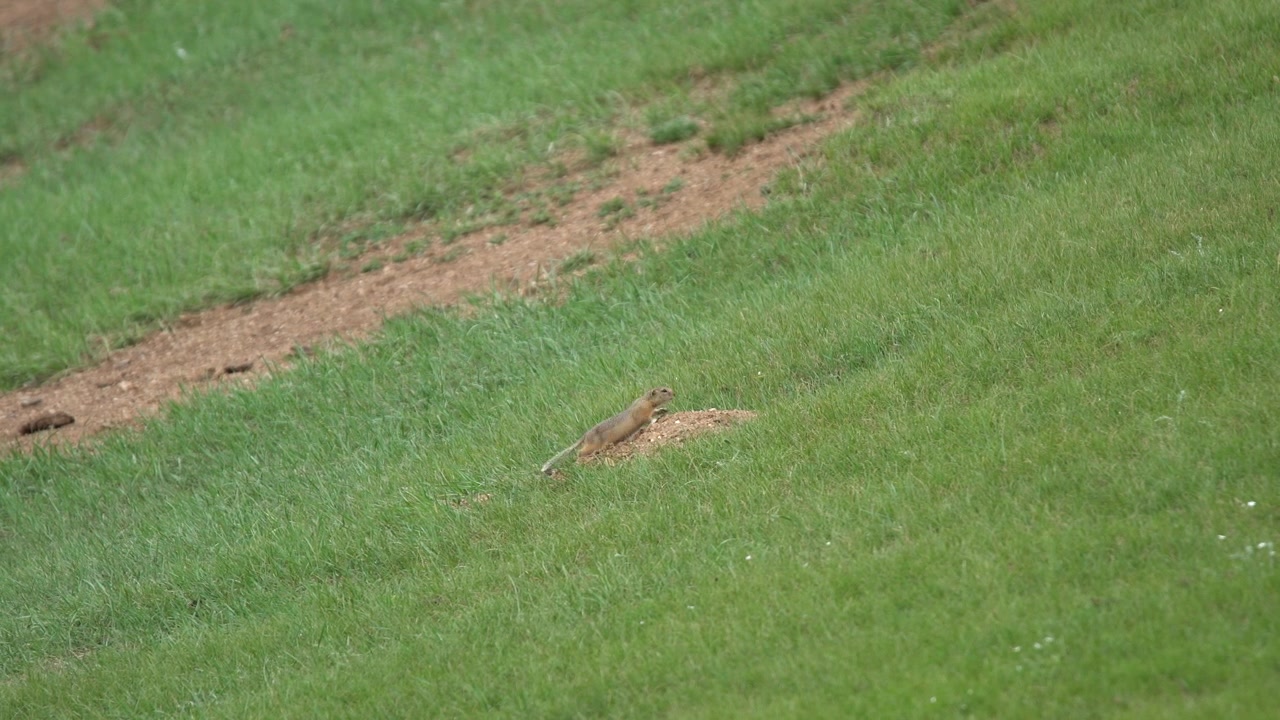 Ground Squirrel Emerging from Burrow in Grassy Field