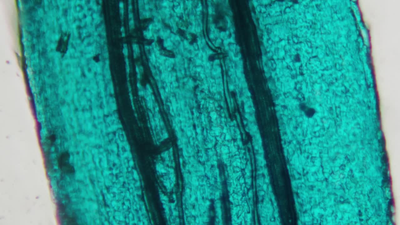 Microscopic View of Green Plant Tissue Under Magnification