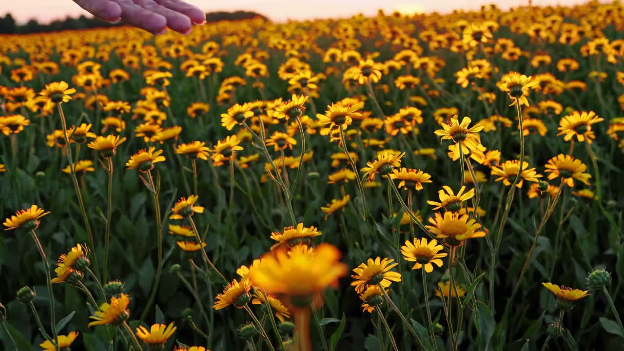 Video dal basso angolo di un campo di fiori giallo vivace al tramonto, che riprende una mano che si allunga