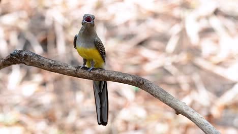 the orange-breasted trogon is a confiding medium size bird found in thailand