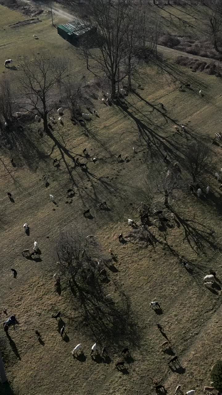 Aerial view of sheep grazing in a field