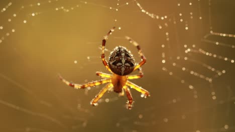 Spinne-Auf-Spinnennetz,-Nahaufnahme,-Die-Auf-Das-Zukünftige-Opfer-Wartet