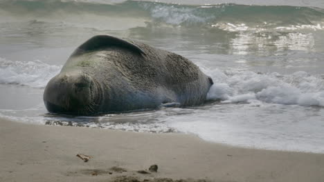 hawaiian monk seal sleeping on sandy beach of maui island