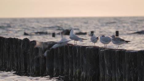 Ver-Algunas-Gaviotas-Disfrutando-De-La-Puesta-De-Sol-En-El-Mar-Báltico-En-Cámara-Lenta