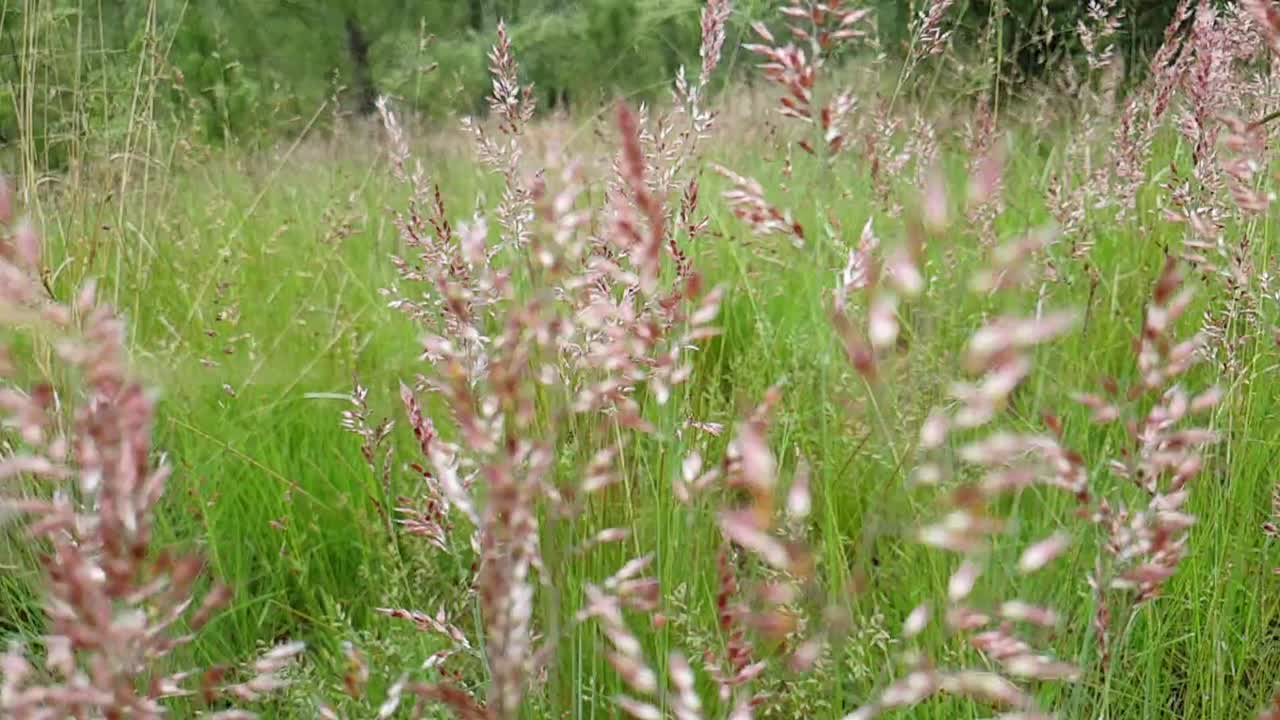 Wild grassland Red Grass and Nine Awned Grass during summer blowing and swaying in the wind slow motion slide pan footage, grazing food for game and domesticated animals in the veld