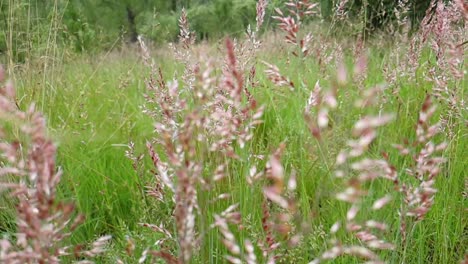wild grassland red grass and nine awned grass during summer blowing and swaying in the wind slow motion slide pan footage, grazing food for game and domesticated animals in the veld