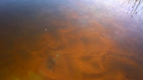 shoreline grasses reflected in deep orange tannin of african stream