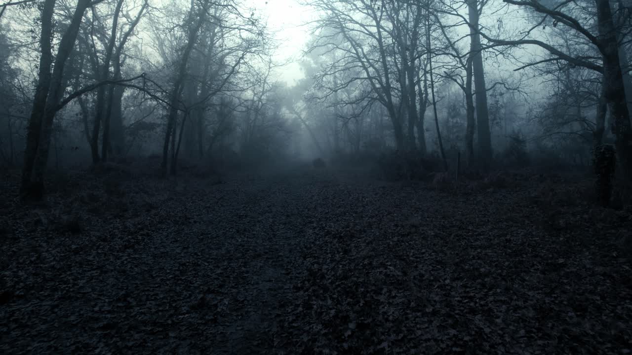 Foggy dark forest