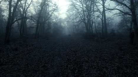 foggy dark forest