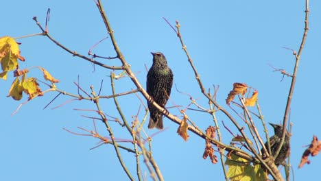 Common-Starling-Flying-Off-Of-Tall-Tree-Branch-Australia-Victoria-Gippsland-Maffra-Daytime-Clear-Blue-Sky