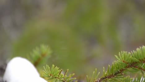 tilt up shot from snow covered pine branches