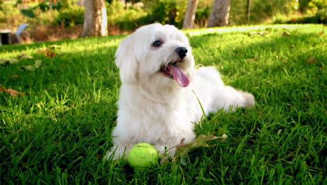 Profile-Shot-White-Fluffy-Dog,-Male-Coton-De-Tulear-Smiling