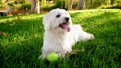 profile shot white fluffy dog, male coton de tulear smiling