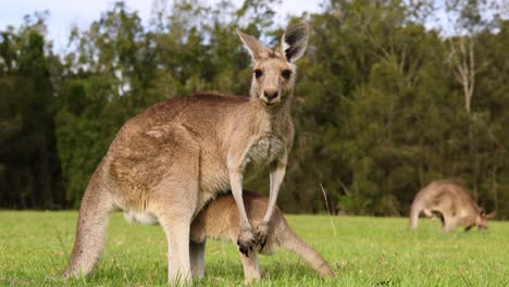 kangaroos feeding, caring, and socializing outdoors