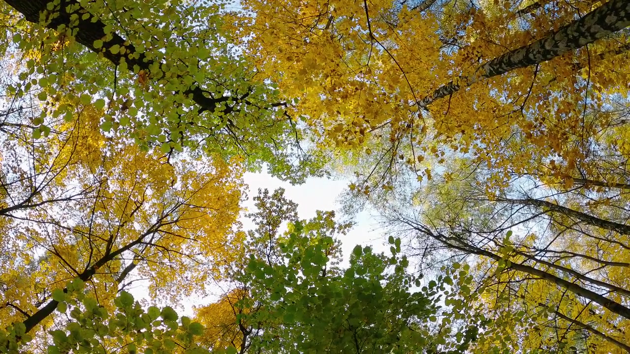 Blick nach oben auf ein herbstliches Waldkronendach mit gelben Blättern, grünem Laub, Baumstämmen und blauem Himmel, der zwischen den Ästen sichtbar ist.