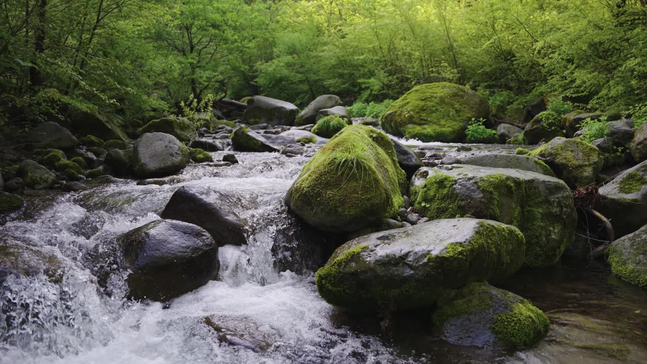 Mt Daisen skov og bjergflod, mosbegroede sten gennem strømmen