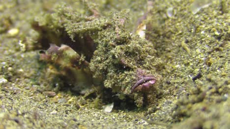 well camouflaged spiny devilfish crawls over sandy bottom using dorsal fins es legs, flares pectoral fins, yawns, front view, turns sidewards