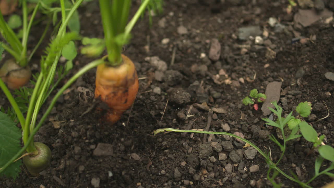 Carrot being pulled out