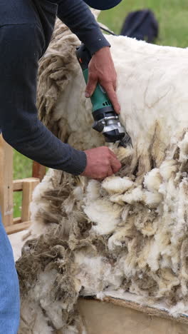 sheering wool off sheep