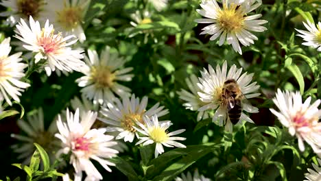 bee on flowers collecting pollen macro closeup-6