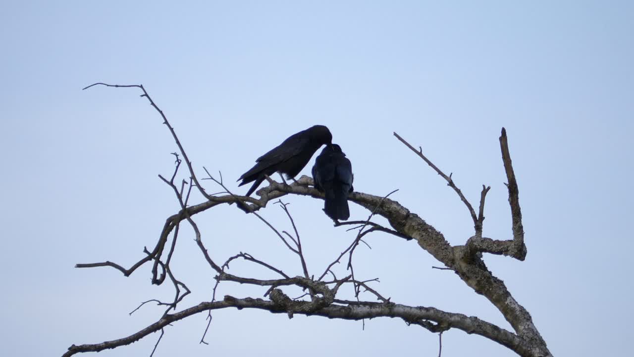 un par de pájaros negros posados en la parte superior de una rama de árbol, otoño, cielo nublado