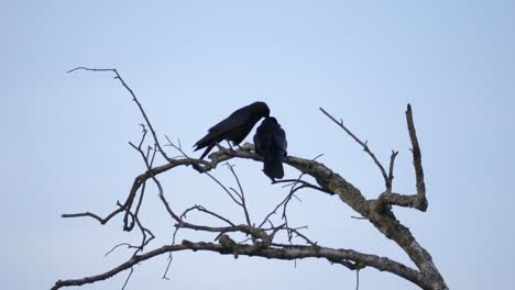 couple black birds perched on top of a tree branch, fall, overcast sky