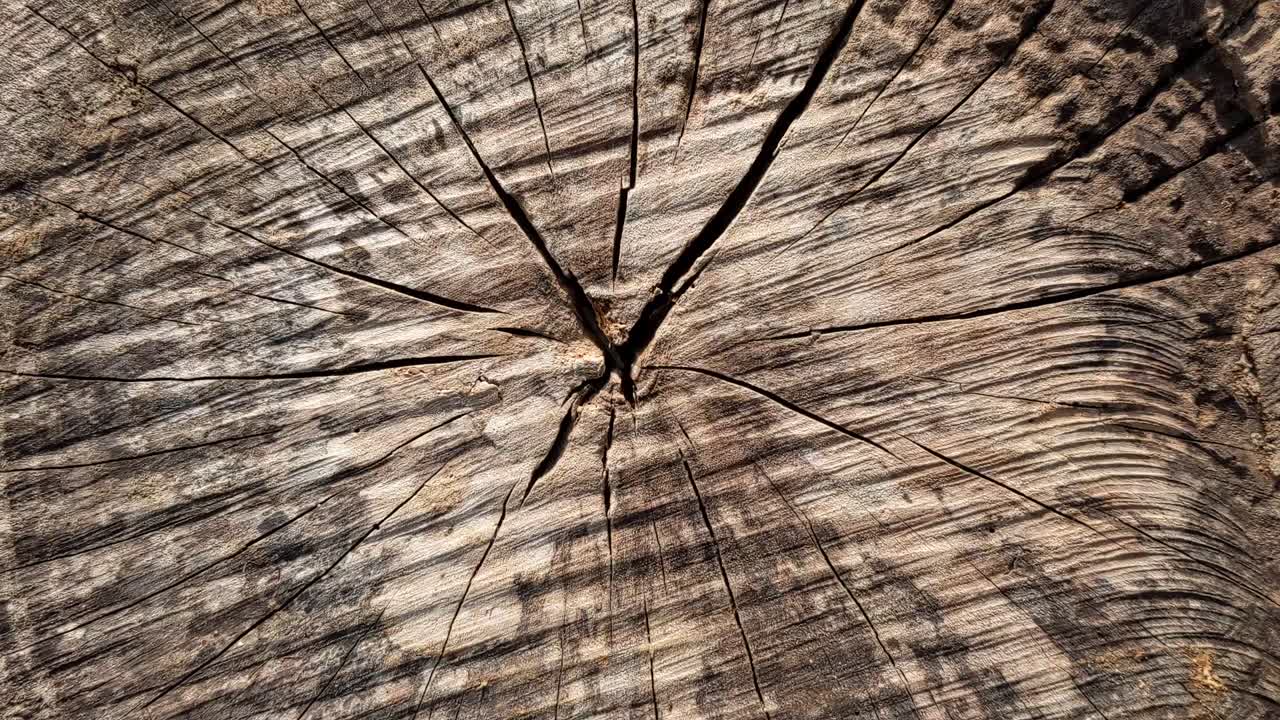 나무 나무에 있는 원