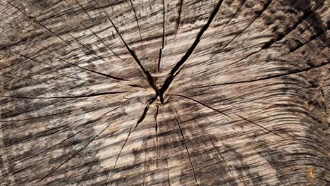 círculo en madera de árbol