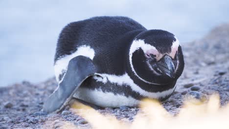 close up shot of magellanic penguin with sleepy eyes, resting on rock in nature