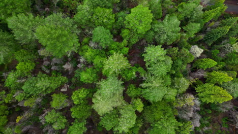 Overhead-drone-shot-of-the-Muir-Woods-National-Park-in-California