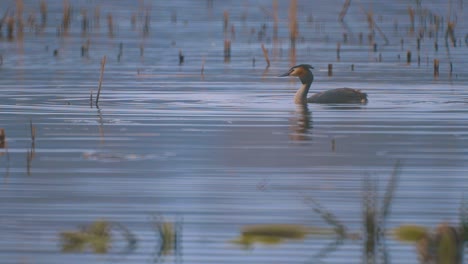 Chorlito-Crestado-Flotando-En-El-Agua-Del-Lago