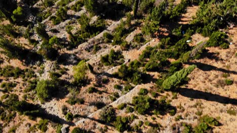 exuberante bosque verde y mar turquesa de kefalonia grecia - toma aérea