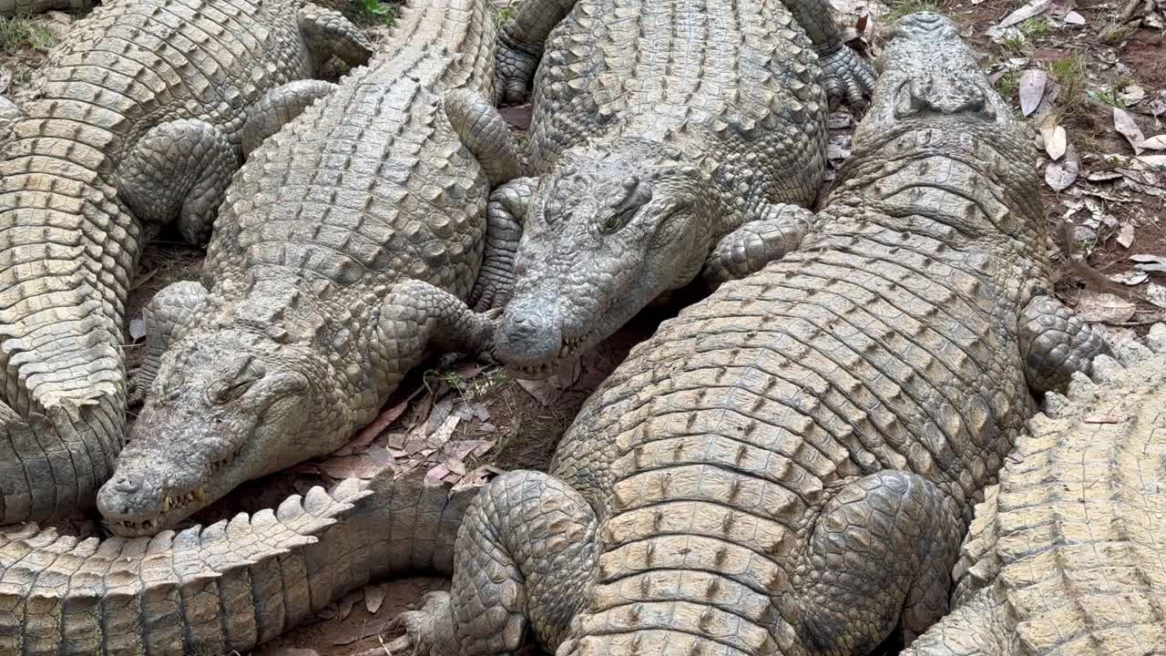 岸辺で休むナイルワニ（Crocodylus niloticus）の群れ。マダガスカル