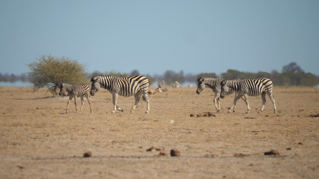 manada de cebras caminando juntas en tierra firme