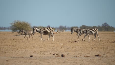 manada de cebras caminando juntas en tierra firme