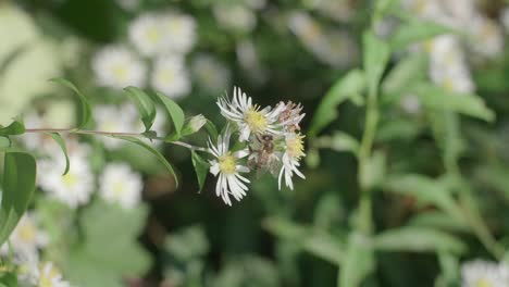 Close-up-of-a-plant-with-white-heath-aster-flowers-in-bloom-being-pollinated-by-a-bee