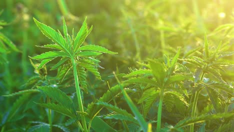 Beautifully-lit-close-up-of-Cannabis-or-Hemp-plants-growing-in-the-early-morning-sun