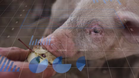 animation of financial data processing over caucasian man feeding pigs