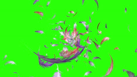 feathers flying on a green screen